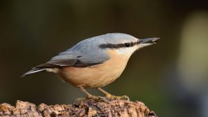 Kleiber (Sitta Europaea) | Gesang, Bestand, Lebensraum & Verhalten Kleiber am Baumstamm