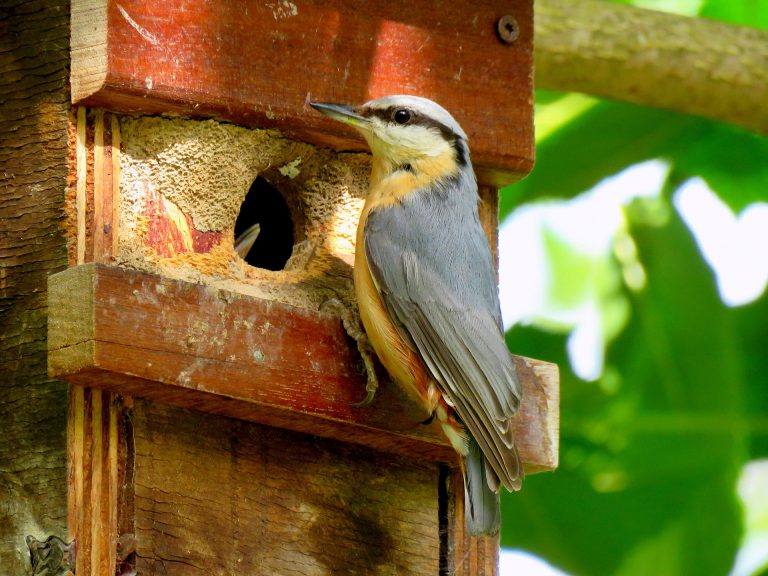 Kleiber | Nest & Nahrung | Fütterung & Nisthilfen | Tipps & Tricks