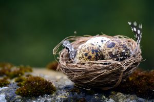 Vogelnest