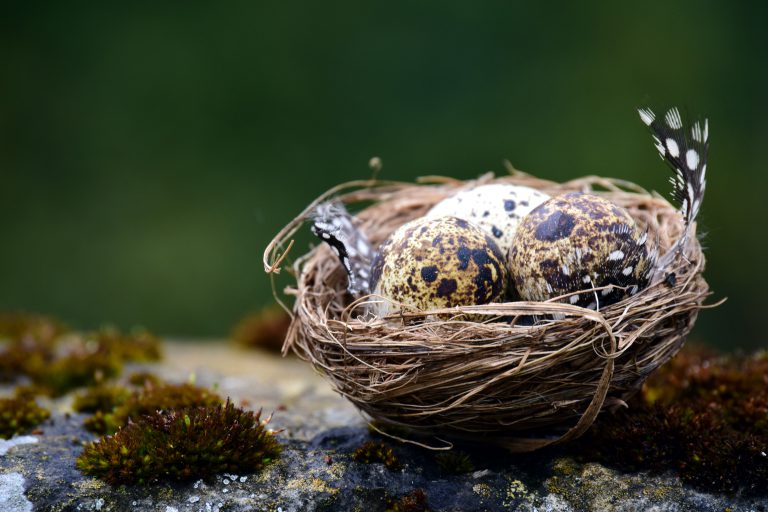 Über Federhilfe Vogelnest