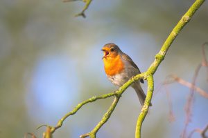 Rotkehlchen Gesang
