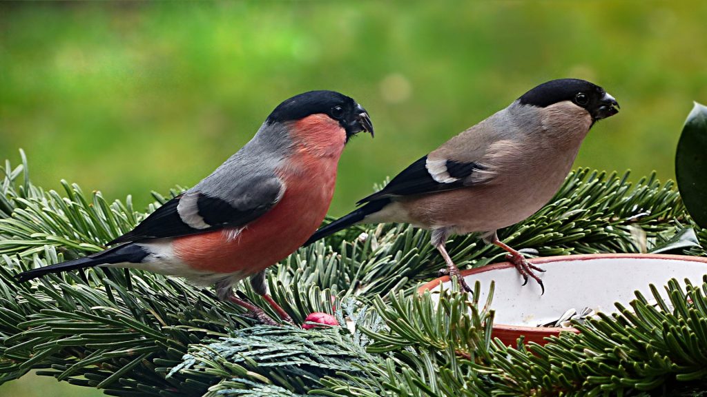 Rotkehlchen anlocken &amp; im Garten ansiedeln Fütterung