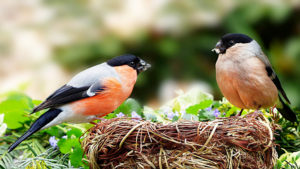 Gimpel Pärchen Dompfaff am Nest