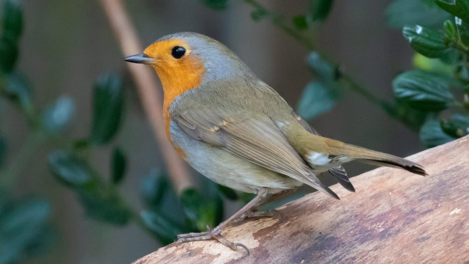 Rotkehlchen (Erithacus Rubecula) Gesang, Verhalten