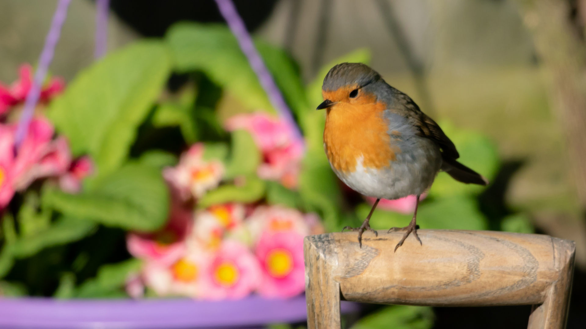 Rotkehlchen im Garten