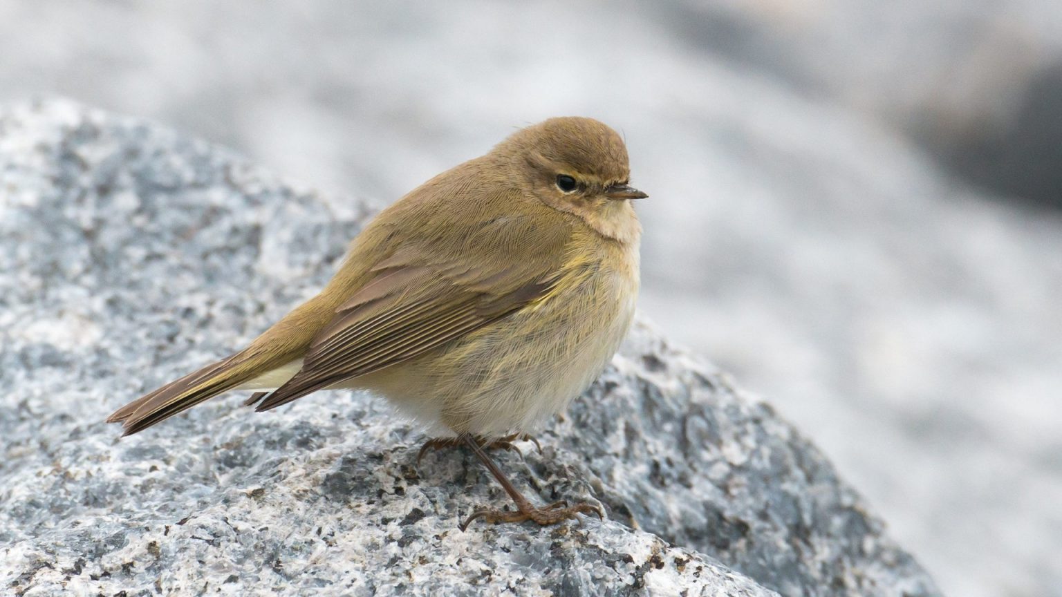 Rotkehlchen anlocken &amp; im Garten ansiedeln Fütterung