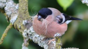 Gimpel Weibchen mit Nistmaterial