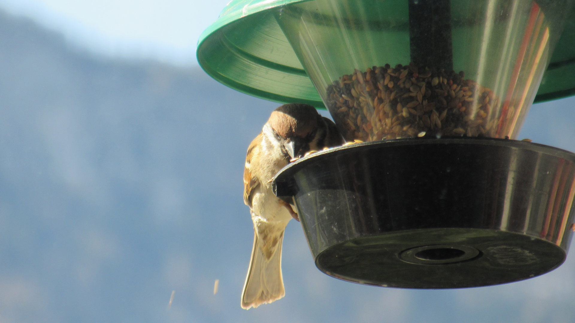 Futtersäule, Futtersilo für Vögel Aufstellen &amp; Pflege