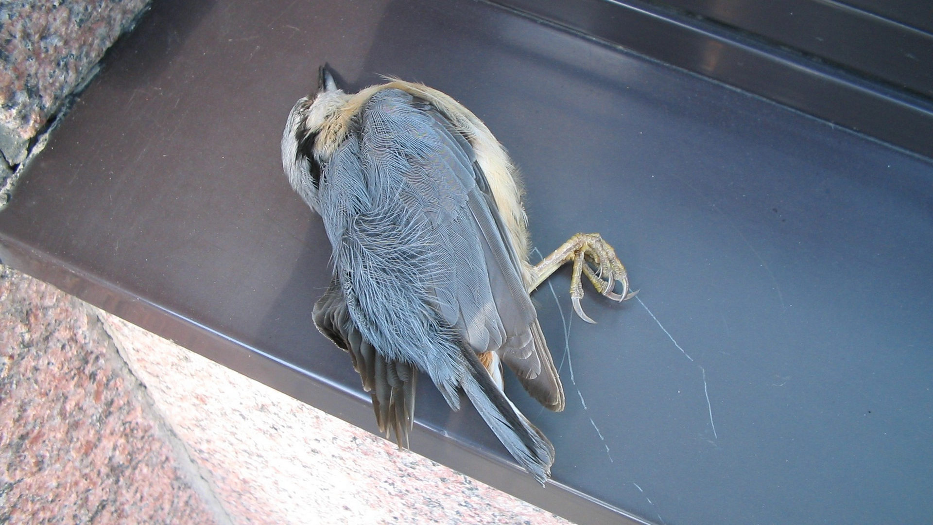 Vogel nach einem Aufprall an einer Fensterscheibe