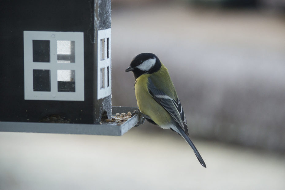 Vogelfreundlicher Garten Archive Federhilfe