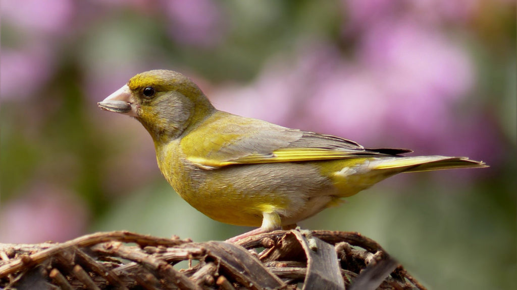 Grünfink greenfinch