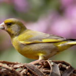 Grünfink greenfinch