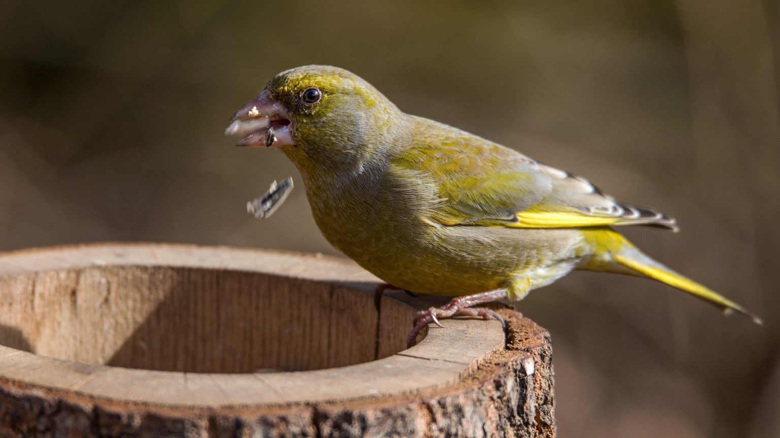 Grünfink Nahrung &amp; Nest Grünfinken anlocken &amp; im Garten