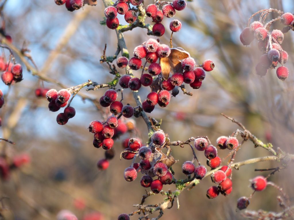 Weißdorn Beeren