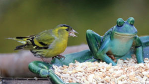 Erlenzeisig Männchen Hahn am Futtertisch