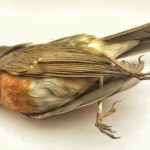 Rotkehlchen tot Vogelschlag