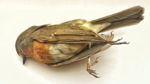 Rotkehlchen tot Vogelschlag