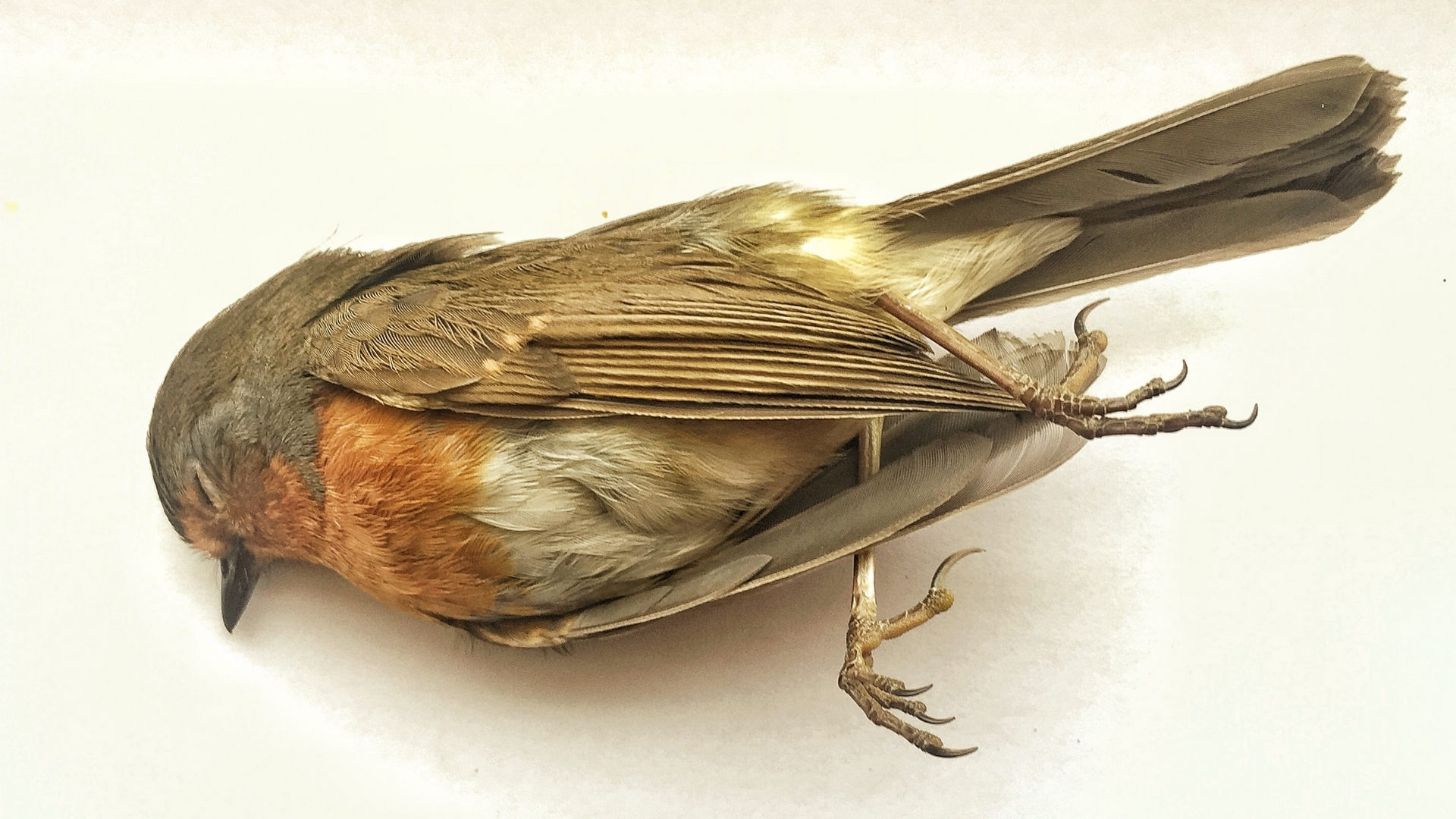 Rotkehlchen tot Vogelschlag