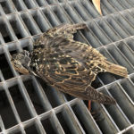Vogelschlag verhindern | Ursachen & Gegenmittel | Tipps & Tricks