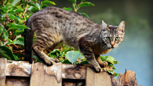 Katzenschreck Ultraschall Katzen