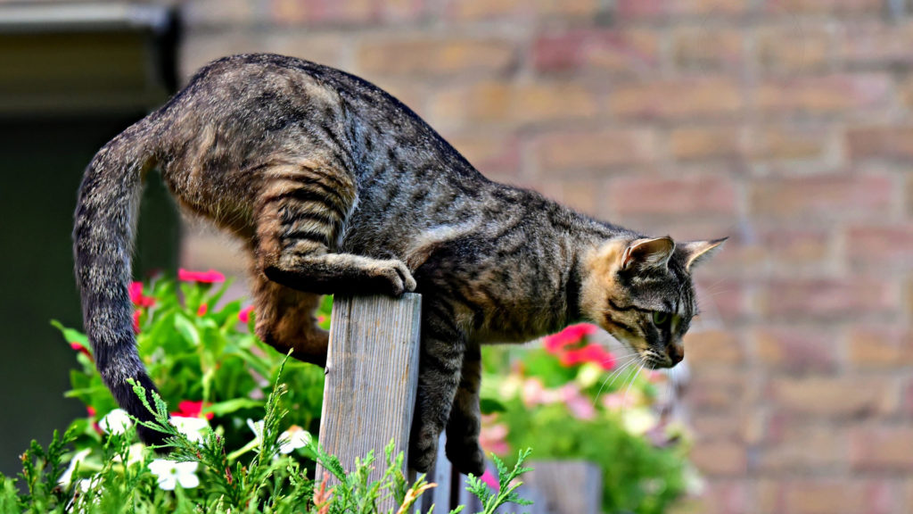 Ultraschall gegen Katzen im Garten Test