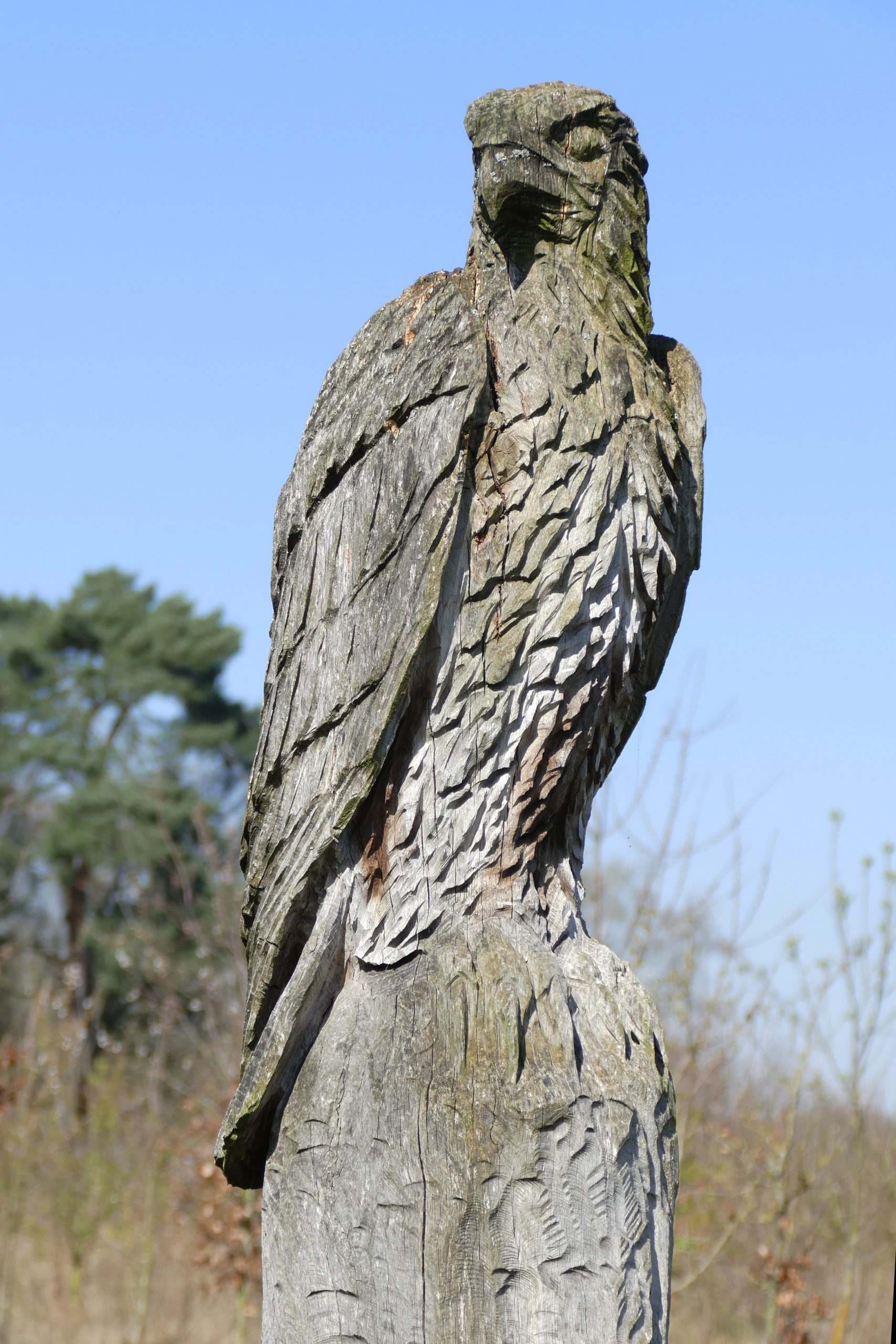 Wie Schnell Ist Ein Adler