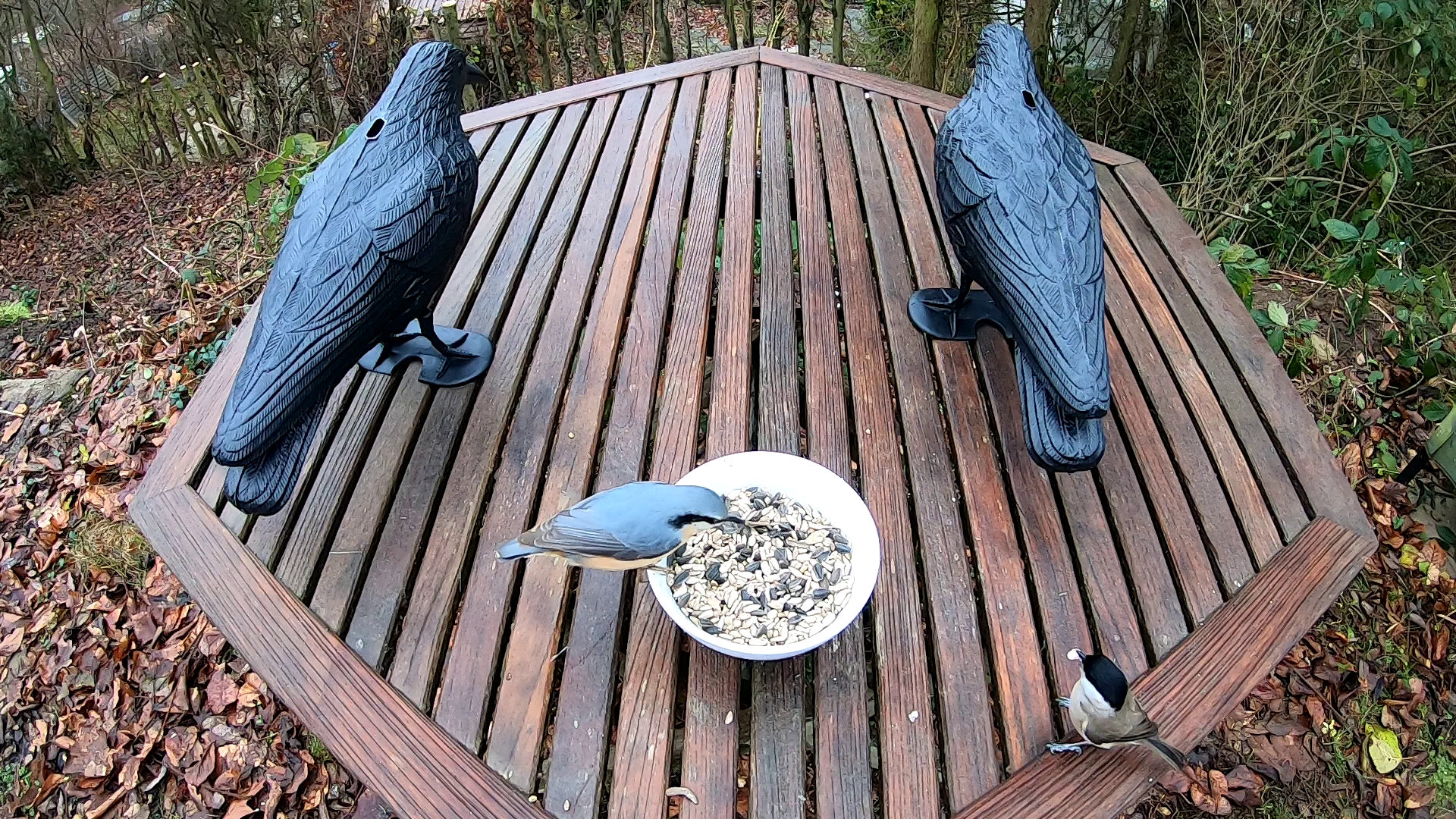 AdlerAttrappe zur Vogelabwehr Im Test Wirksam oder nutzlos?