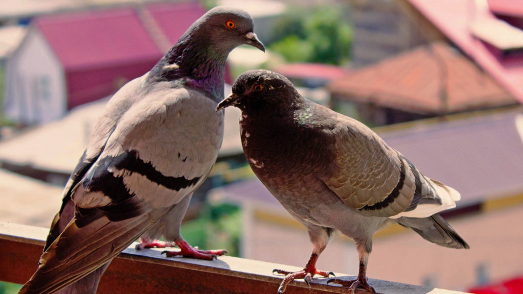 Tauben auf Balkon