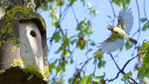 Blaumeise fliegt Holzbeton Nistkasten an.