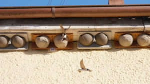 Nisthilfen für Schwalben unter Dachüberstand.