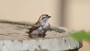 Hausspatz badet in Vogeltränke