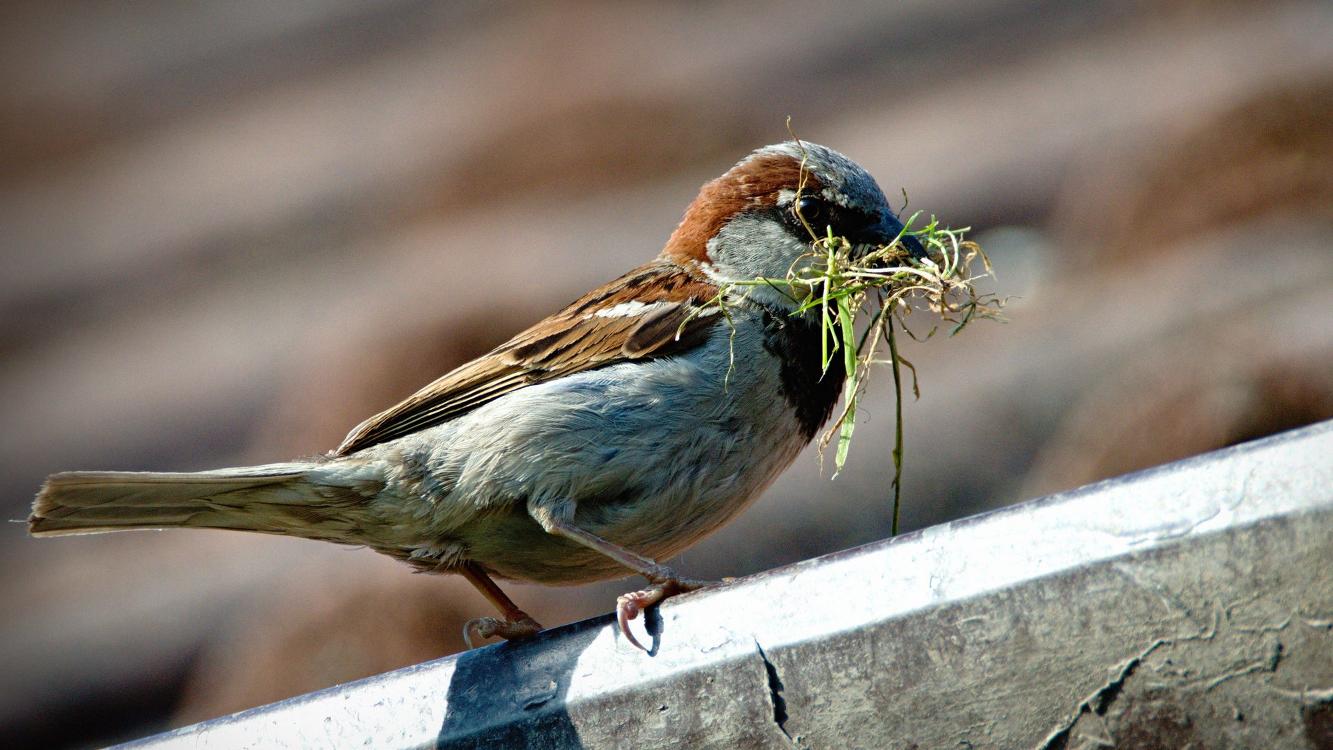 Spatz Haussperling beim Nestbau