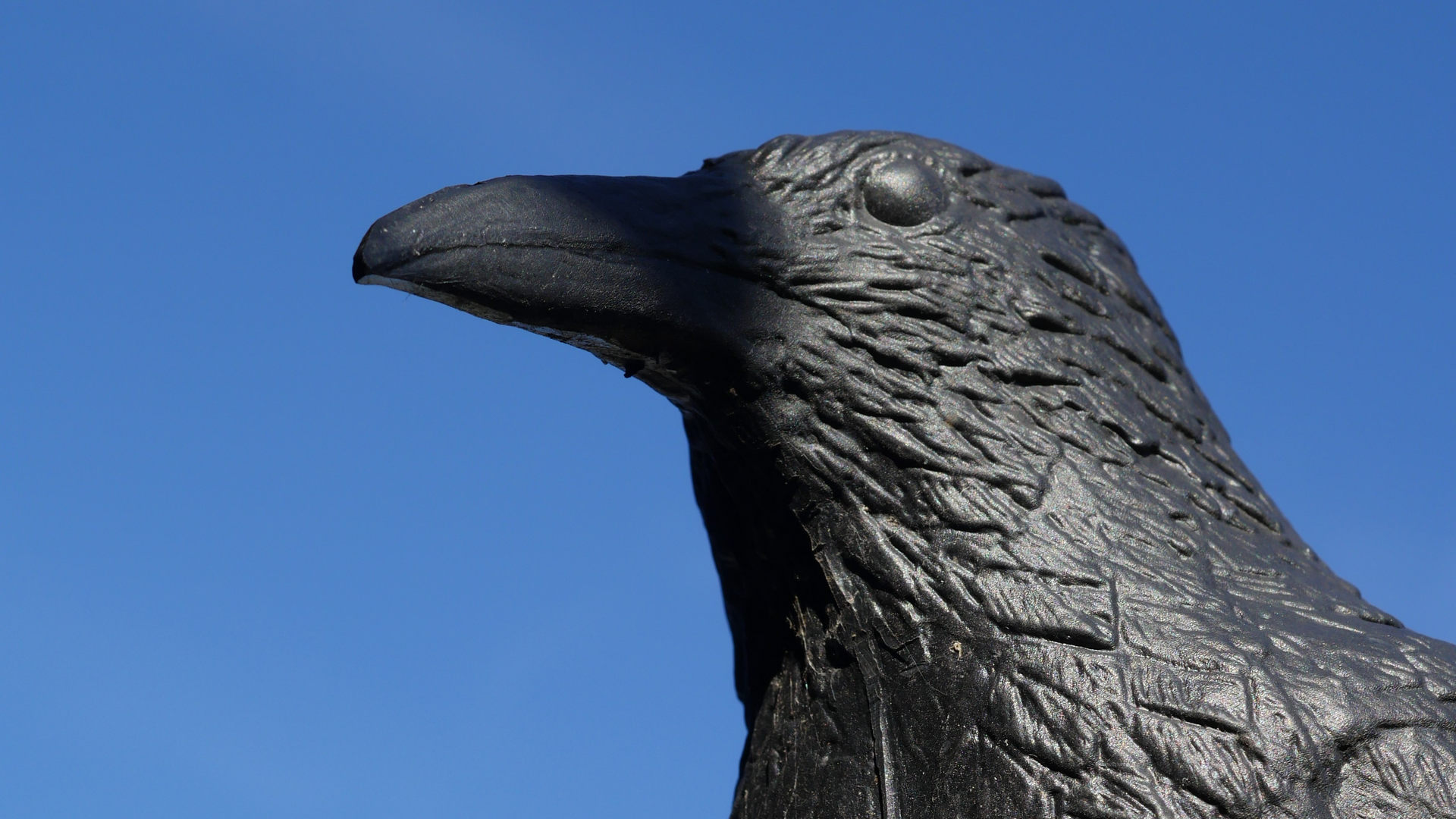 Raben-Krähen-Attrappe: Wirksamkeit im Test | Friedliche Vogelabwehr