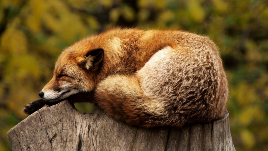 Fuchs schläft auf Baumstamm