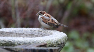 Vogelbad frostsicher frostfest