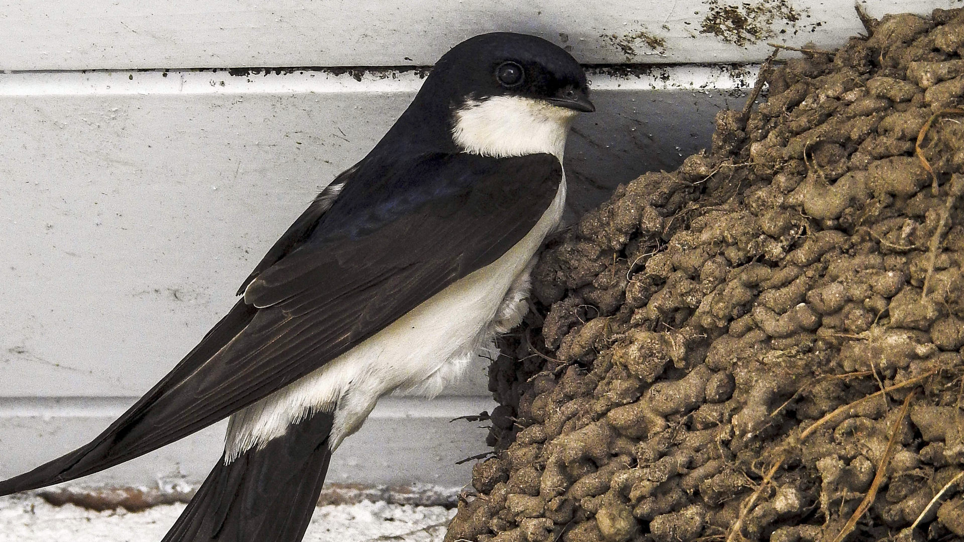 Mehlschwalbe am Nest