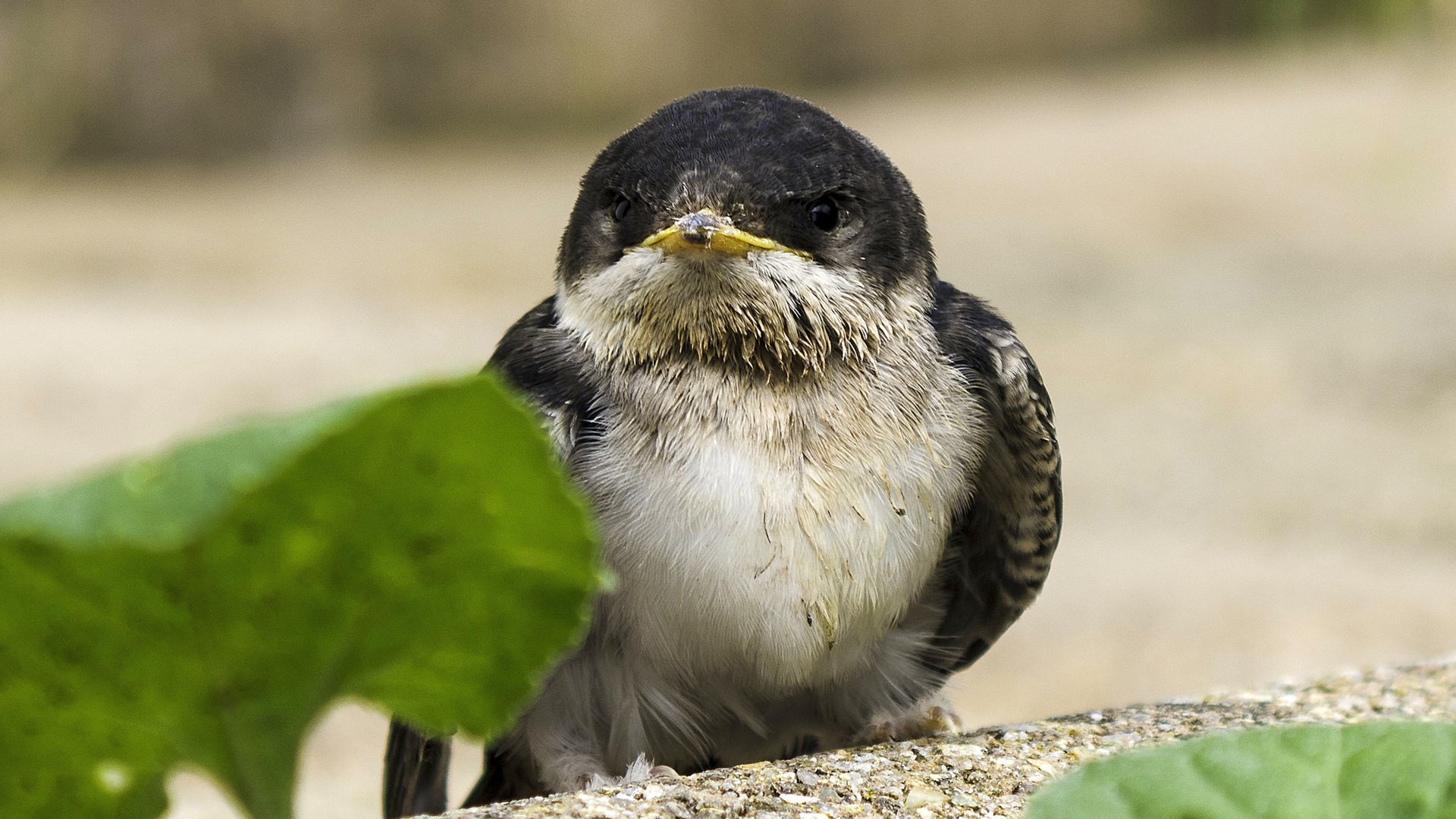 Mehlschwalben Jungvogel mit brauner Brust