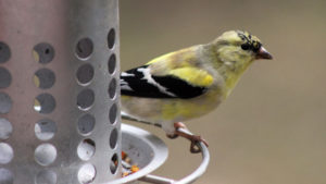 Futtersäule Edelstahl Vogelfutterspender