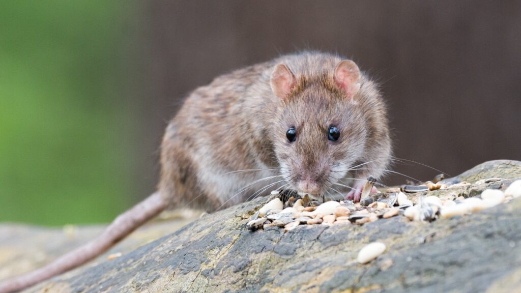 Vogelfütterung ohne Ratten Mäuse